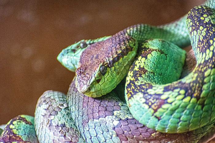 Зеленая змея, гадюка, фото рептилии фотография