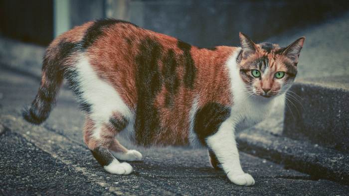 Кот с большим животом, фото кошки фотография