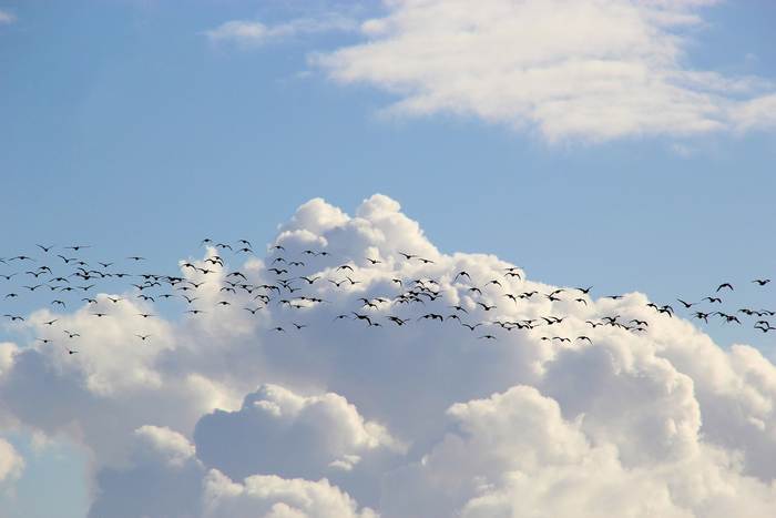 Стая птиц мигрирует на юг, фото фотография картинка