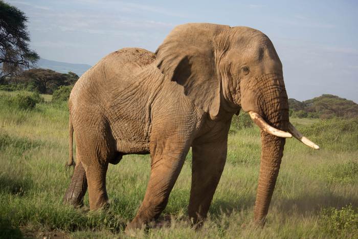 Африканские слоны, фото фотография
