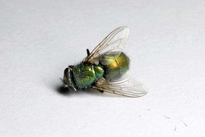 Дохлая муха, мертвая муха, фото фотография