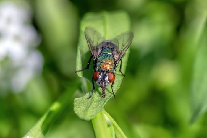 Зеленая муха, фото насекомые фотография