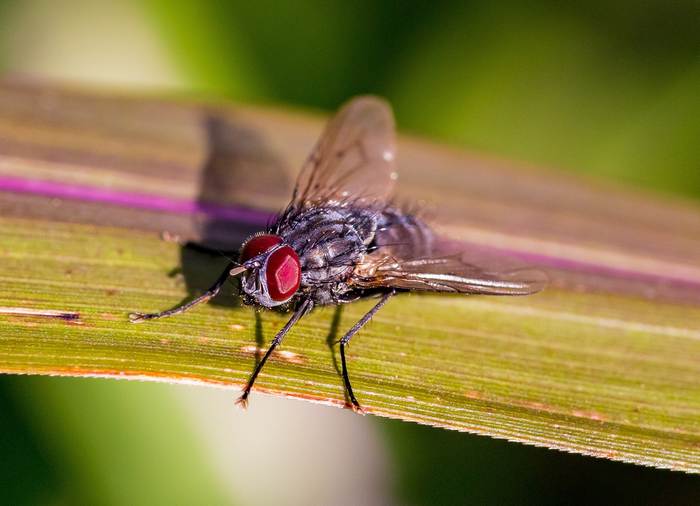 Серая муха, фото насекомые фотография 