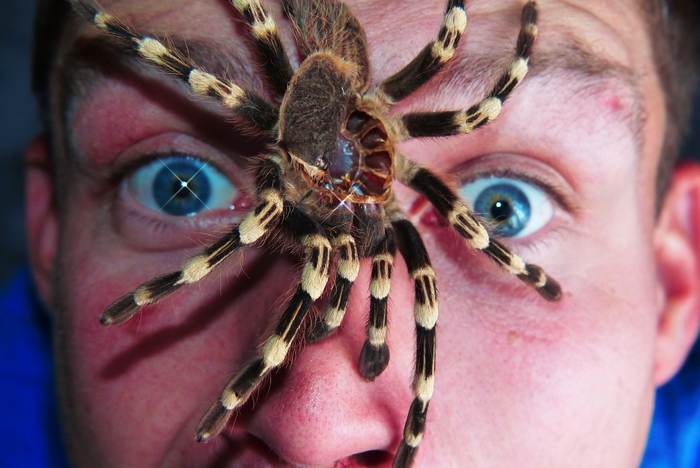 Мужчина боится паука, фото фотография