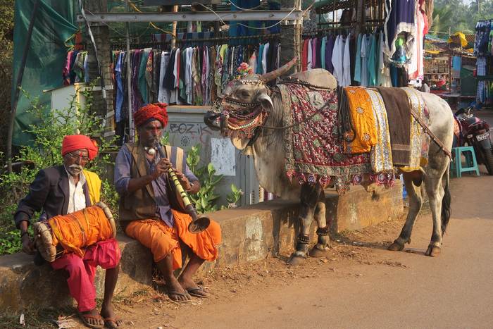 Индийская священная корова, фото животные фотография 