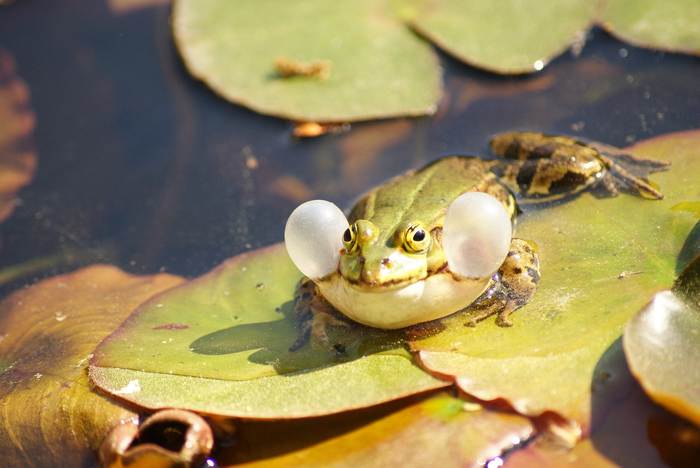 Квакающий самец лягушки, фото амфибии фотография 