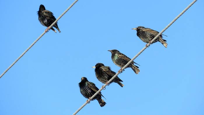 Поющие скворцы, сидящие на проводах, фото птицы фотография