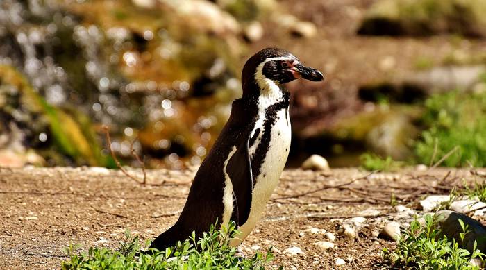 Магелланов пингвин (Spheniscus magellanicus), фото птицы фотография картинка