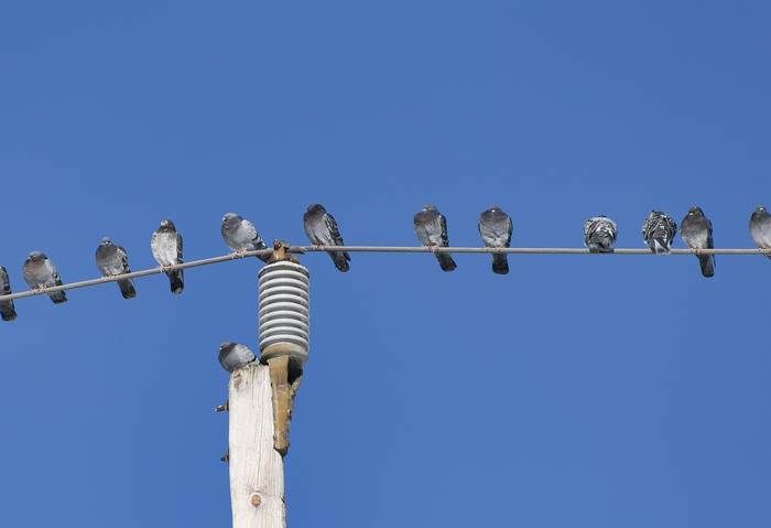 Сизые голуби сидят на электрических проводах, фото птицы фотография