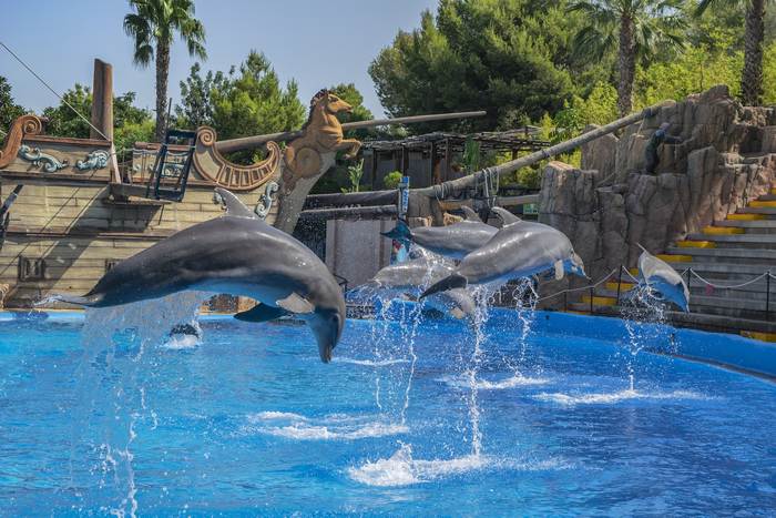 Дельфины, выпрыгивающие из воды, фото фотография
