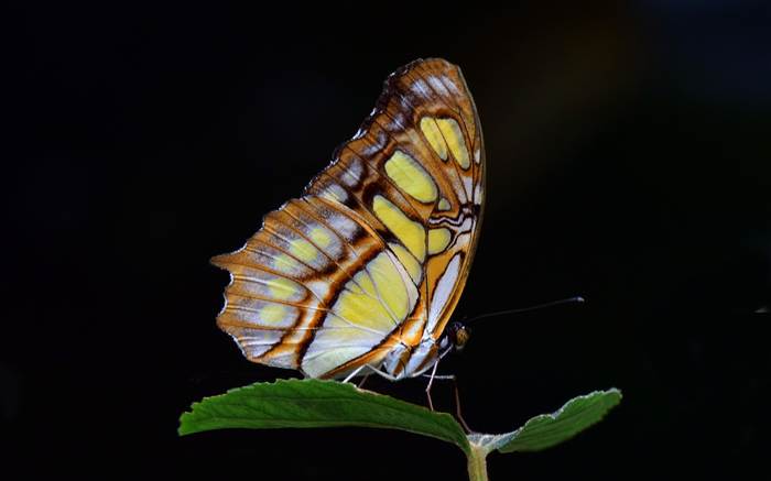 Малахитовая бабочка (Siproeta stelenes), фото бабочки фотография