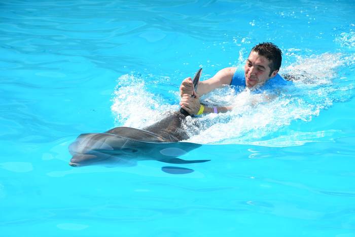 Дельфин буксирует на себе мужчину, фото млекопитающие фотография 