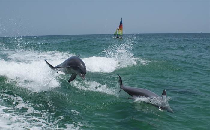 Дельфины, плывущие рядом с кораблем, фото морские млекопитающие фотография 