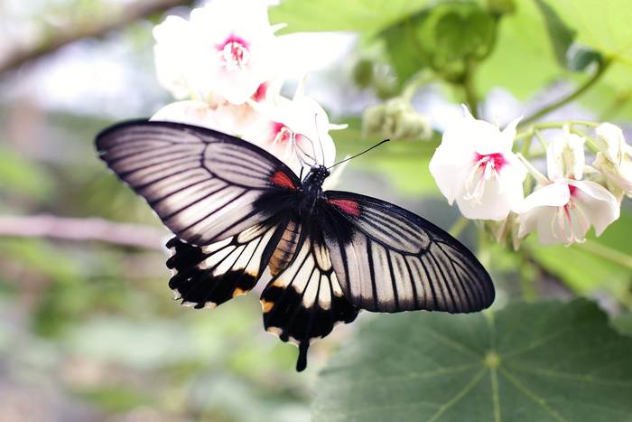 Парусник Лови (Papilio lowi), фото бабочки фотография 