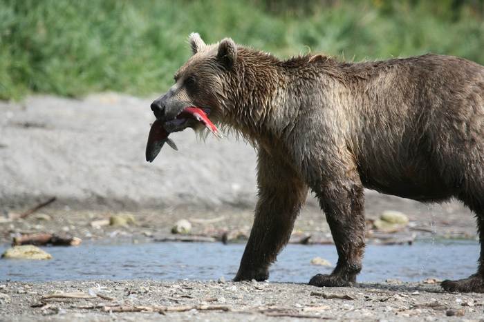Бурый медведь на рыбалке, фото фотография животные