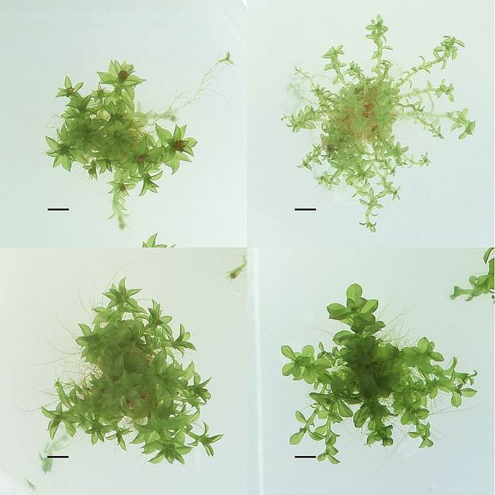 Четыре разных экотипа Physcomitrella patens, фото фотография 