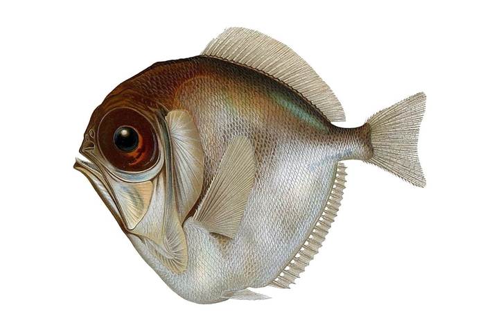 Диретма (Diretmus argenteus), рисунок картинка рыбы