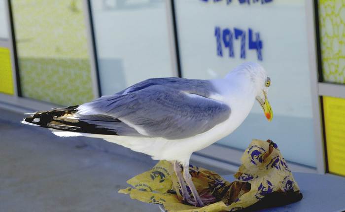 Чайка ищет пищу в брошенном пакете, фото фотографии птицы