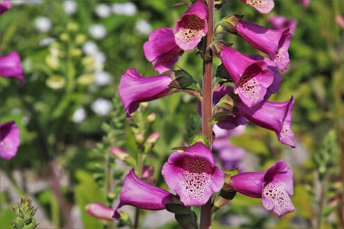 Наперстянка пурпурная (Digitalis purpurea), фото фотографии растения