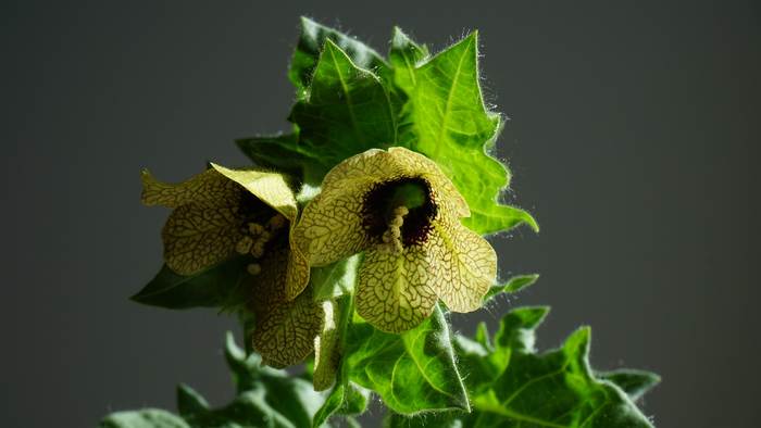 Белена черная (Hyoscyamus niger), фото фотографии растения