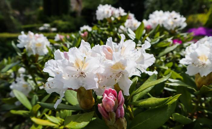 Рододендрон Каннингемс Уайт (Rhododendron cunningham), фото фотографии растения