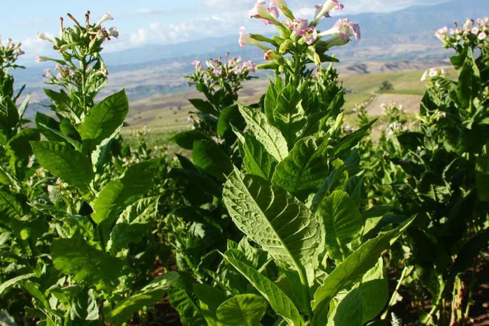 Табак обыкновенный (Nicotiana tabacum), фото фотографии растения
