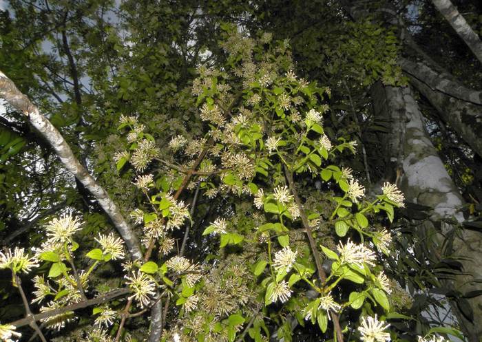 Стрихнос ядоносный (Strychnos toxifera), фото фотографии растения