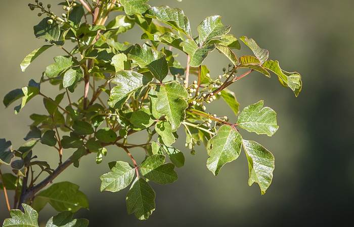 Токсикодендрон пушистый, или ядовитый дуб (Toxicodendron pubescens), фото фотографии растения