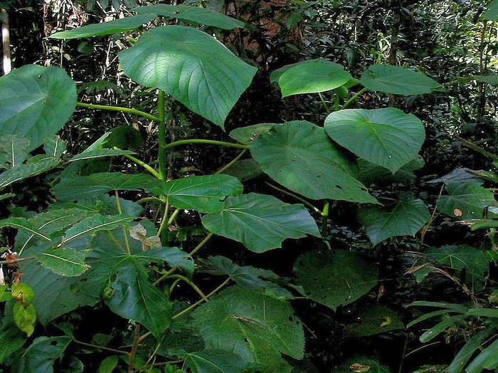 Жалящее дерево (Dendrocnide moroides), фото фотографии растения