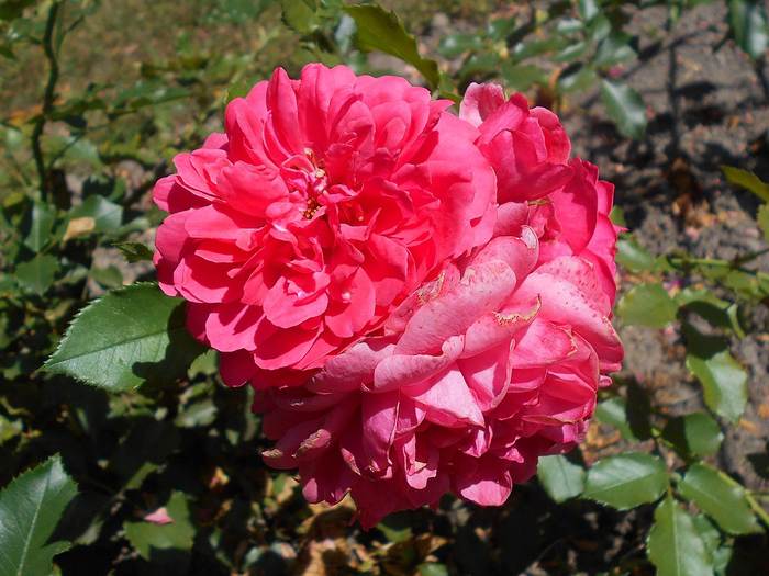 Роза Rosarium Uetersen, фото фотографии растения