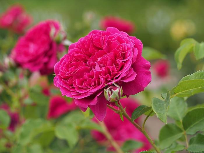 Роза William Shakespeare 2000, фото фотографии растения