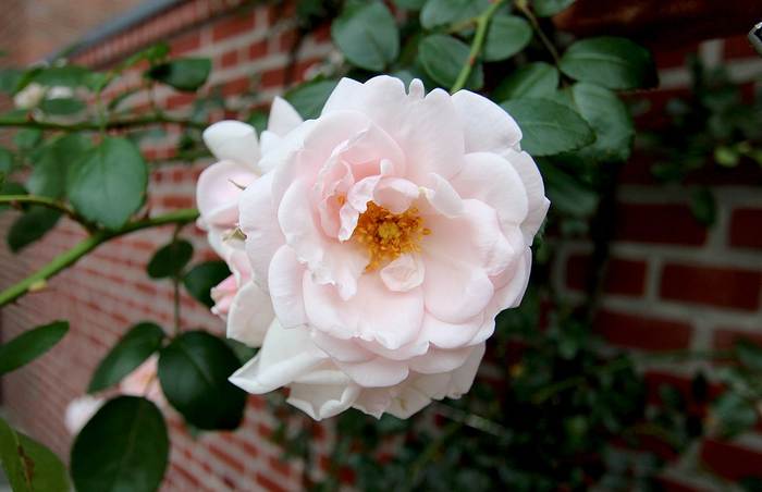 Роза New Dawn, фото фотографии растения