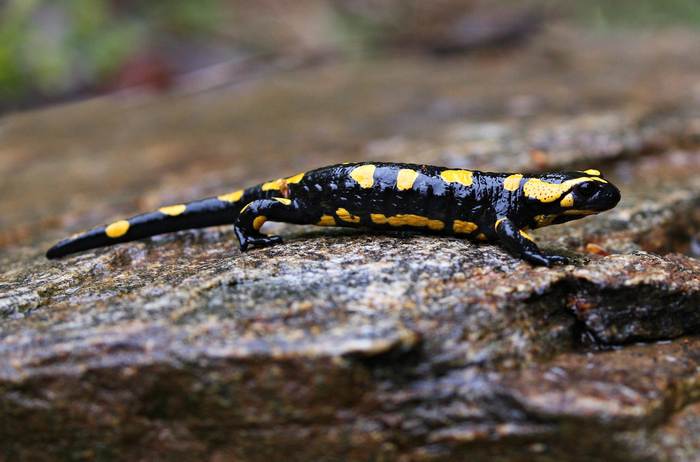 Огненная саламандра (Salamandra salamandra), фото фотографии земноводные
