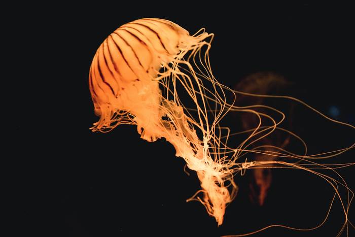 Медуза, фото фотографии кишечнополостные