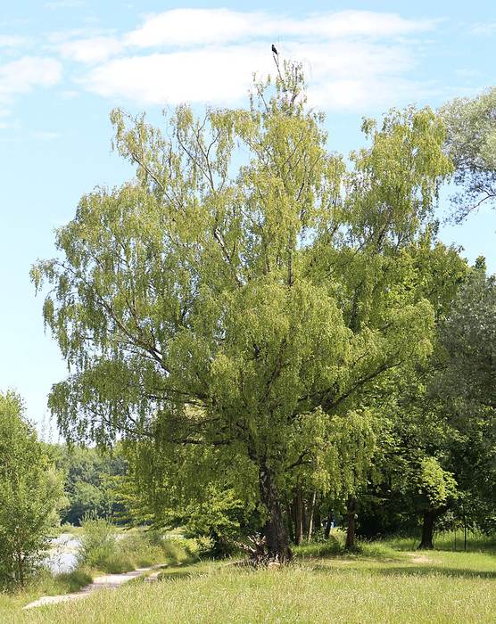 Пушистая, или кудрявая, береза (Betula pubescens), фото фотография деревья