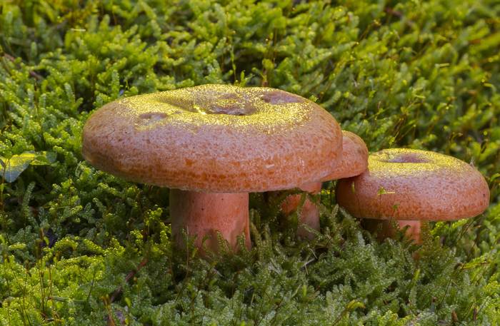 Рыжик (Lactarius deliciosus), фото фотографии грибы