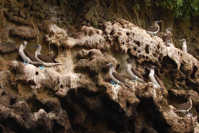 Колония голубоногих олуш (Sula nebouxii), фото фотографии птицы