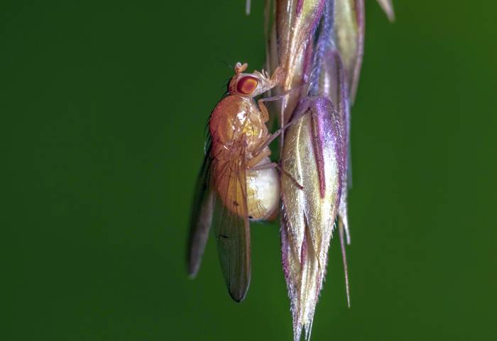 Плодовая мушка, дрозофила, фото фотографии насекомые