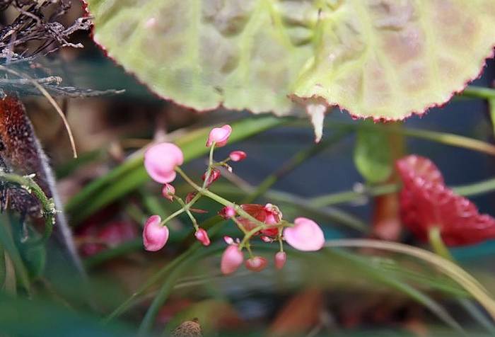Бегония гоегская (Begonia goegoensis), фото фотография растения
