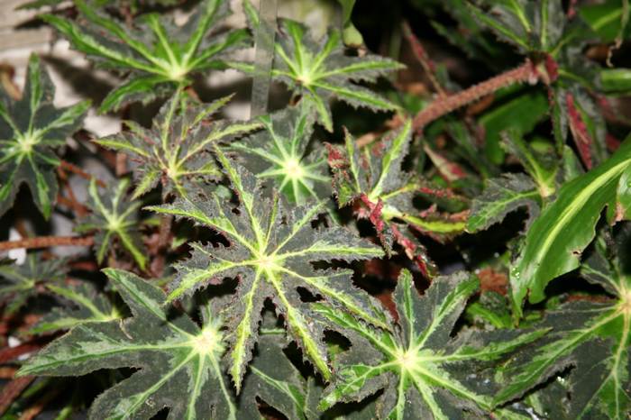 Бегония борщевиколистная (Begonia heracleifolia), фото фотография растения