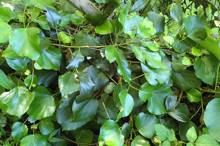 Плющ колхидский (Hedera colchica), фото фотография растения
