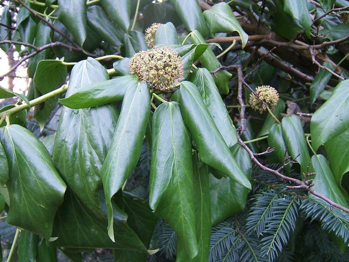 Плющ колхидский (Hedera colchica), фото фотография растения