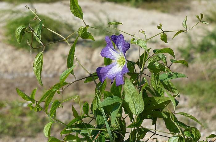 Клематис фиолетовый, или лиловый (Clematis viticella), фото фотография растения