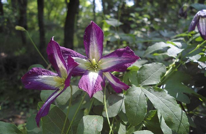 Клематис фиолетовый, или лиловый (Clematis viticella), фото фотография растения