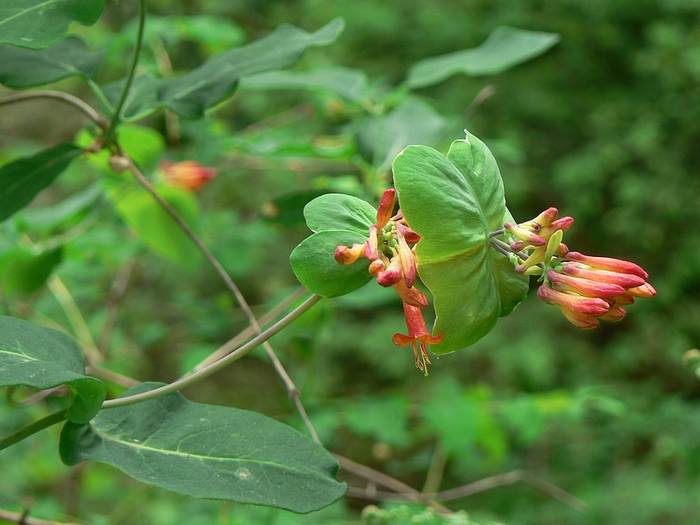 Жимолость реснитчатая (Lonicera ciliosa), фото фотография растения
