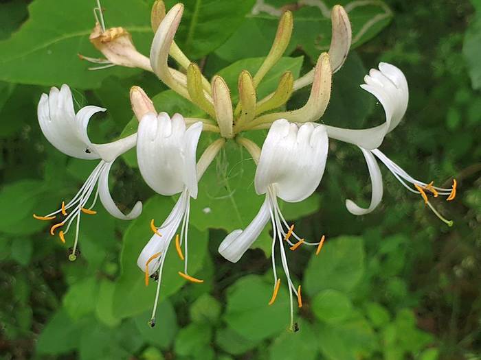 Жимолость вьющаяся (Lonicera periclymenum), фото фотография растения