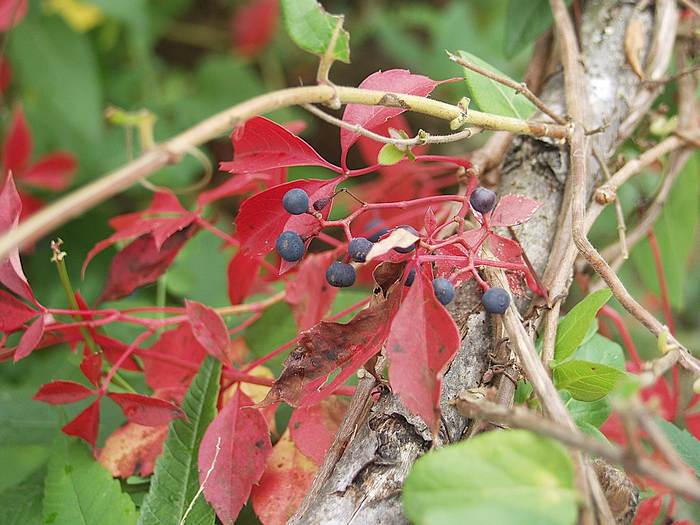 Девичий виноград пятилисточковый (Parthenocissus quinquefolia), фото фотография растения