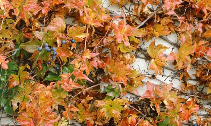 Девичий виноград Томсона (Parthenocissus thomsonii), фото фотография растения