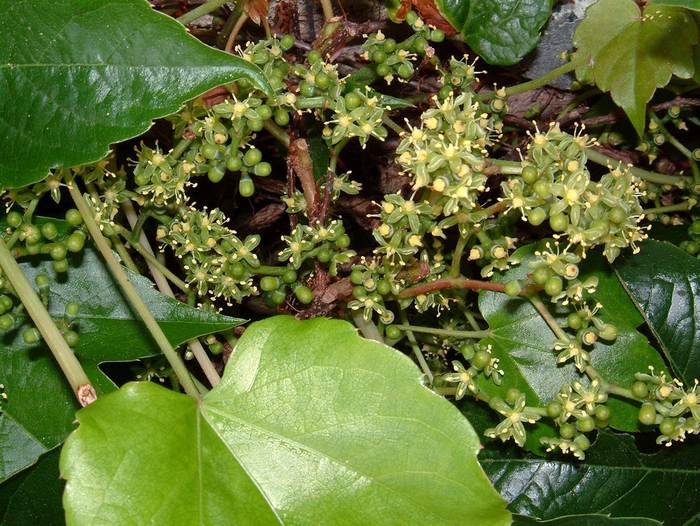 Девичий виноград триостренный (Parthenocissus tricuspidata), фото фотография растения