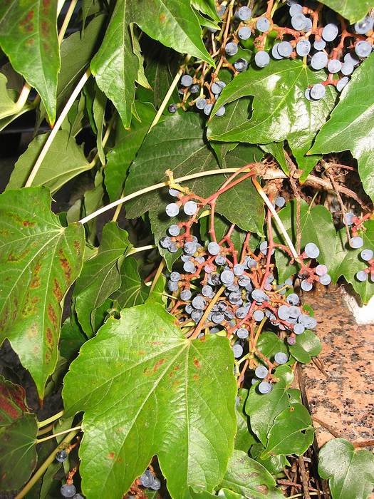 Девичий виноград триостренный (Parthenocissus tricuspidata), фото фотография растения